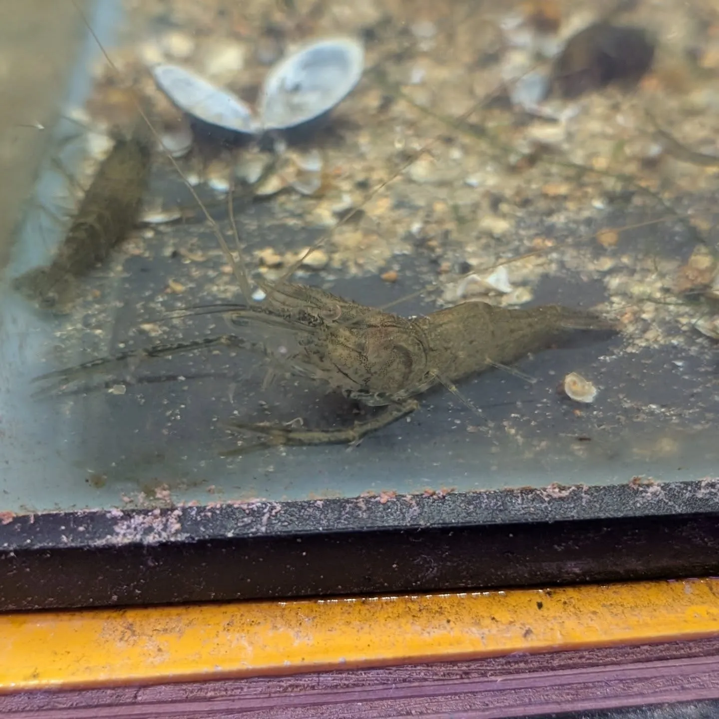 本日の入荷情報✨(熱帯魚、エビ)