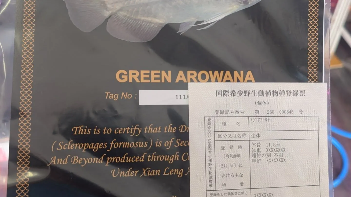 本日の入荷情報✨(熱帯魚)