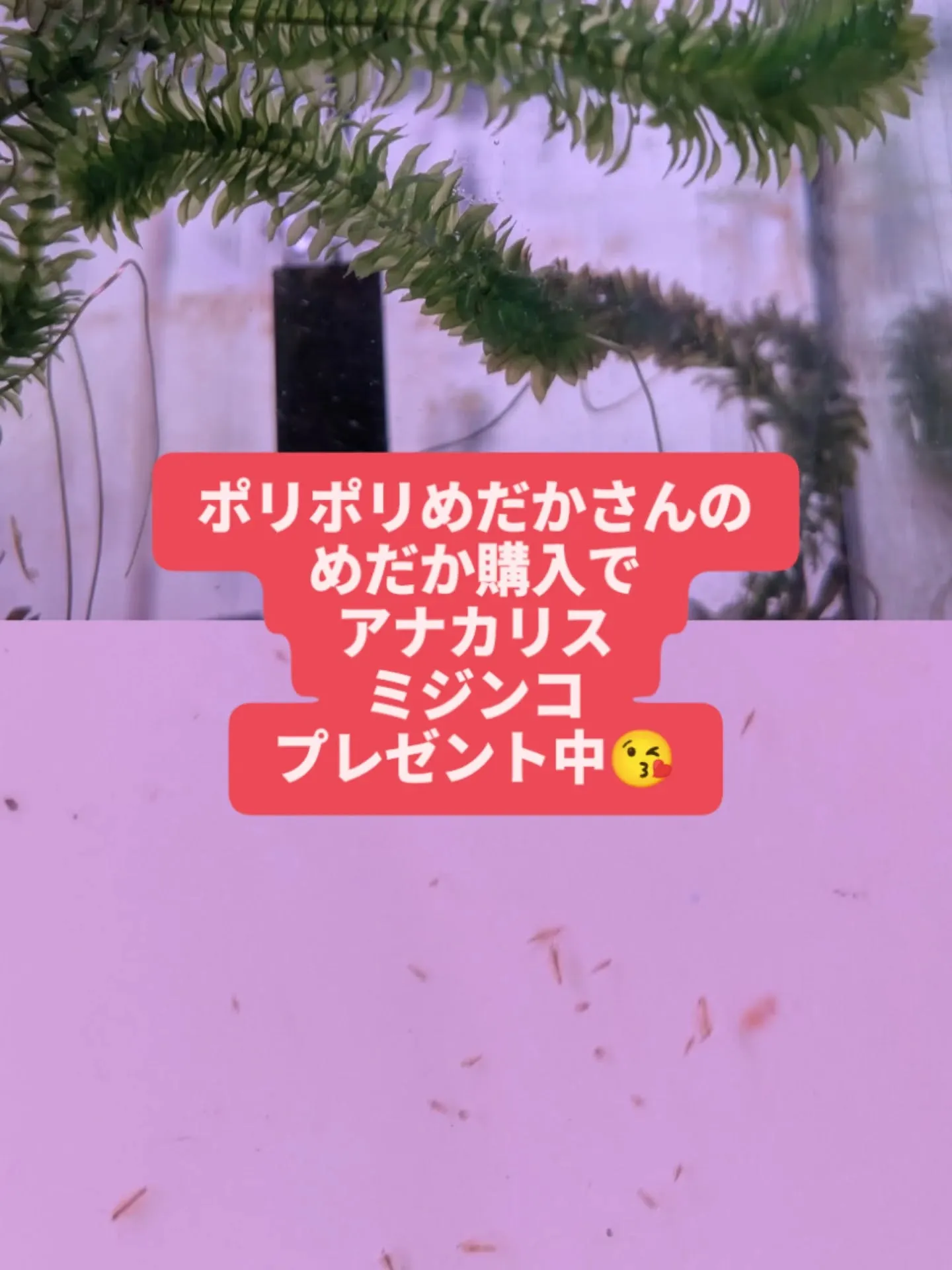 本日の入荷情報✨(メダカ)