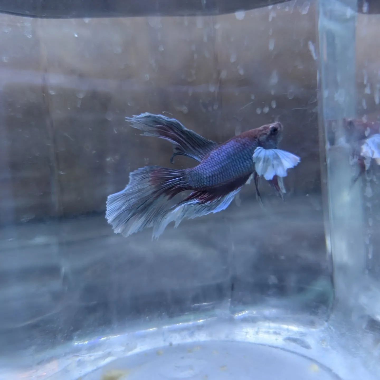 本日の入荷情報✨(ベタ、シュリンプ、熱帯魚)