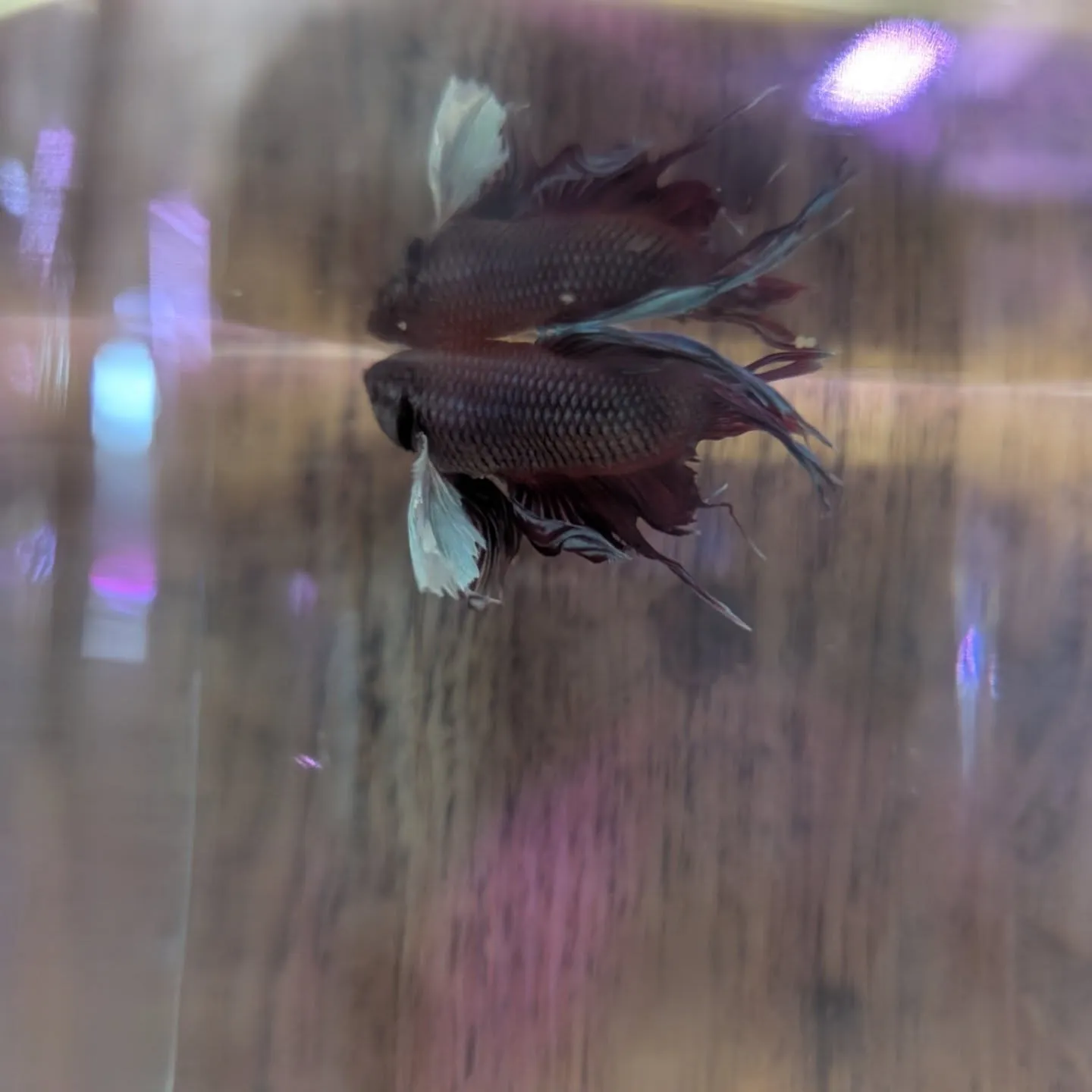 本日の入荷情報✨(ベタ、シュリンプ、熱帯魚)