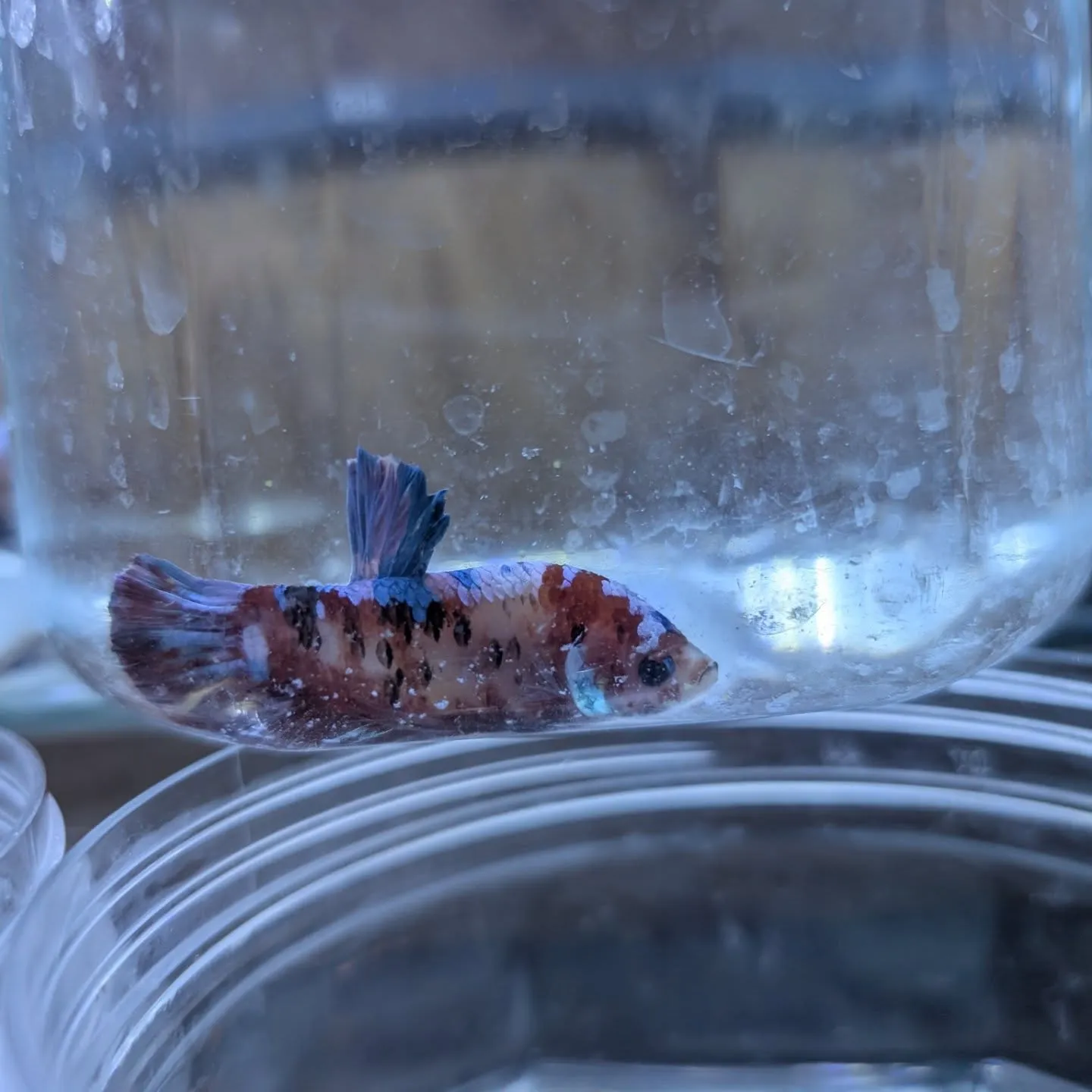 本日の入荷情報✨(ベタ、シュリンプ、熱帯魚)