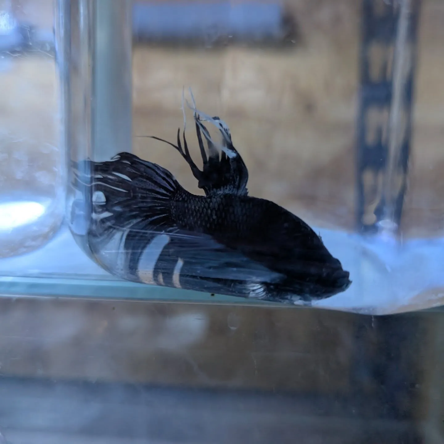 本日の入荷情報✨(ベタ、シュリンプ、熱帯魚)