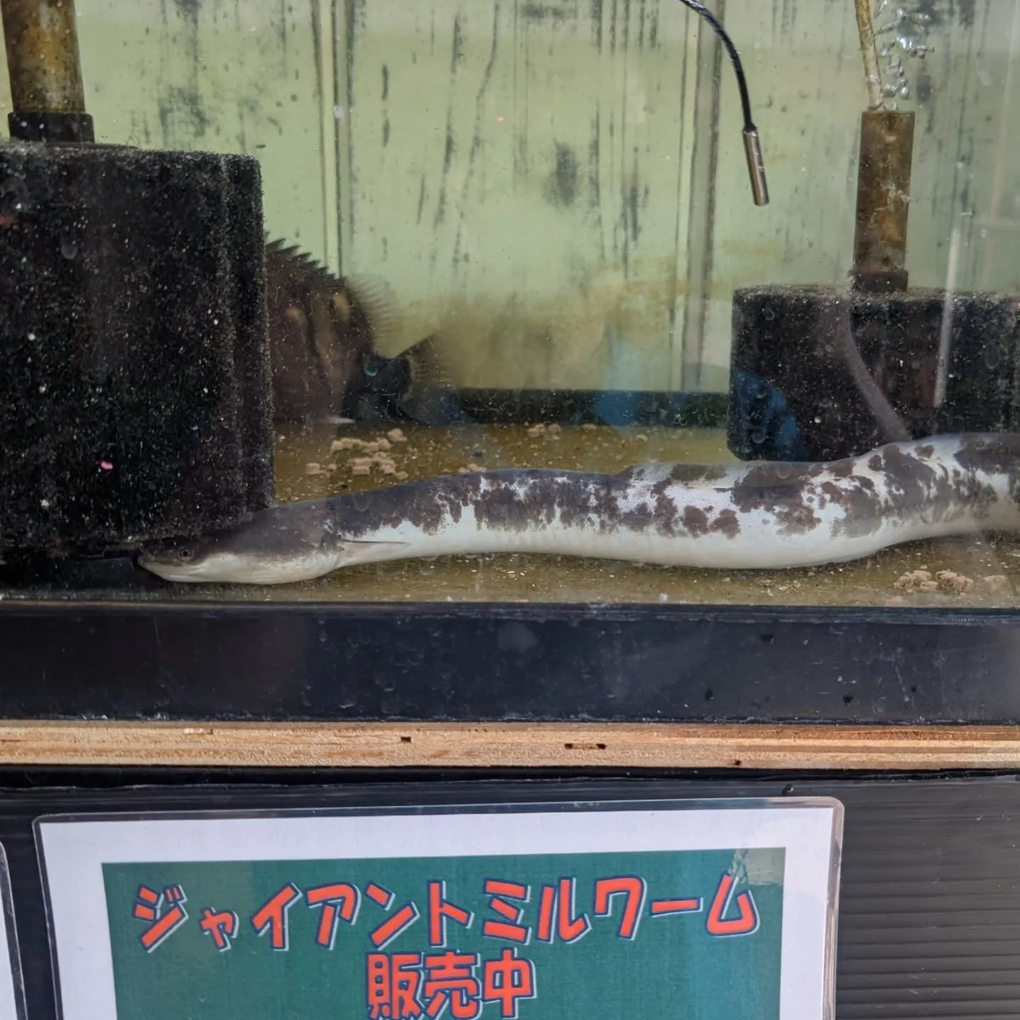 本日の入荷情報✨(ウナギ)