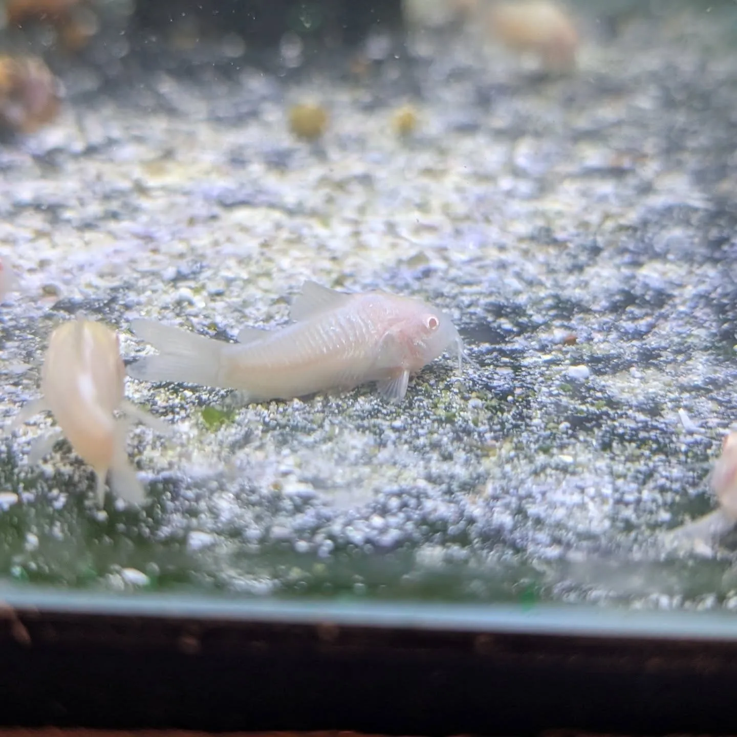 本日の入荷情報✨(熱帯魚、金魚)