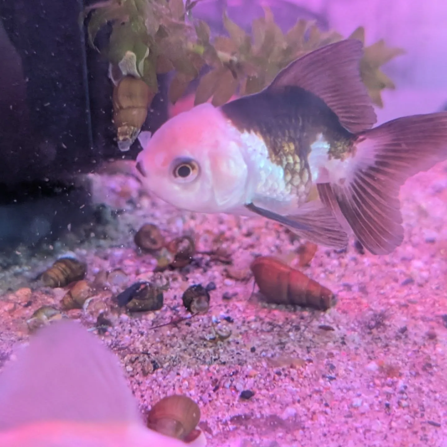 本日の入荷情報✨(熱帯魚、金魚)