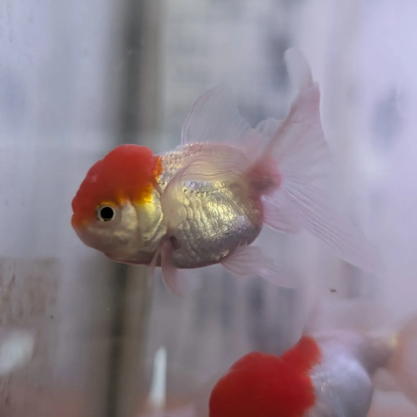 本日の入荷情報✨(熱帯魚、金魚)