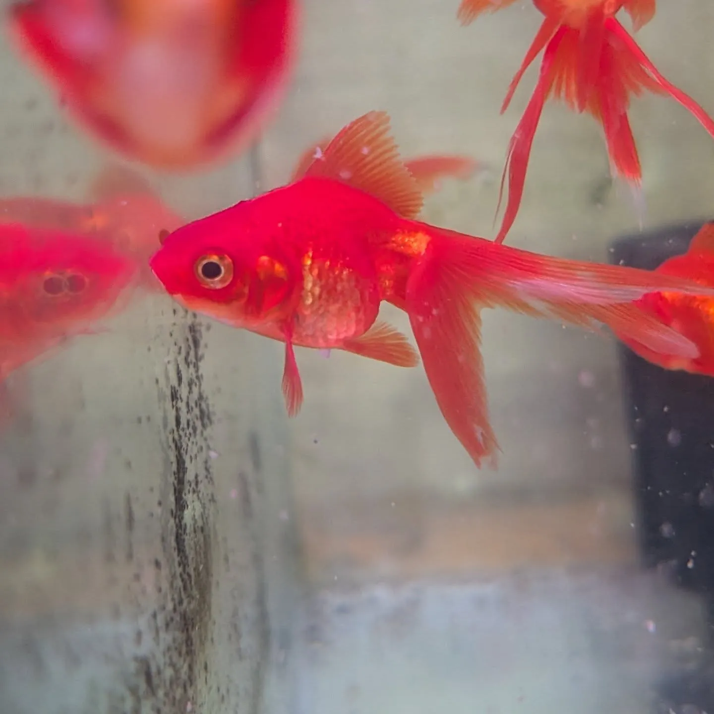 本日の入荷情報✨(熱帯魚、金魚)