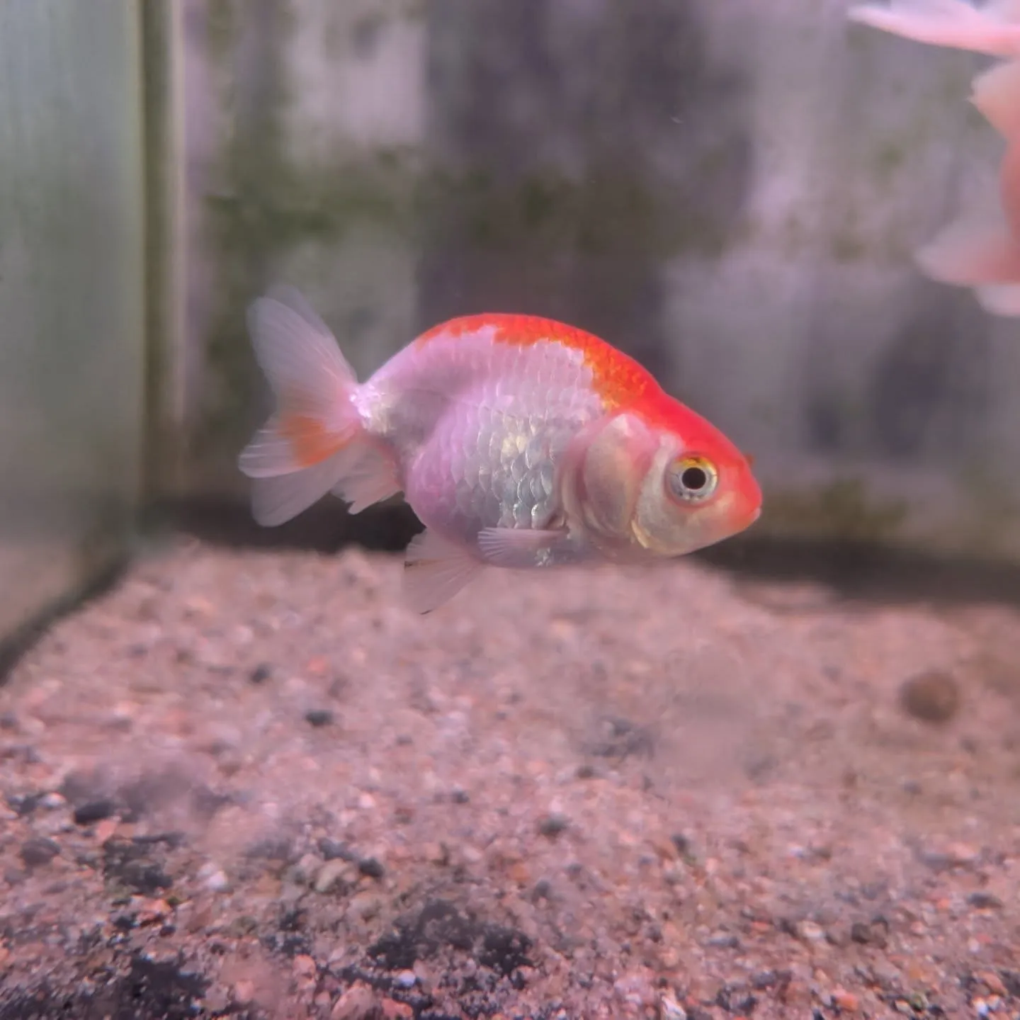本日の入荷情報✨(熱帯魚、金魚)
