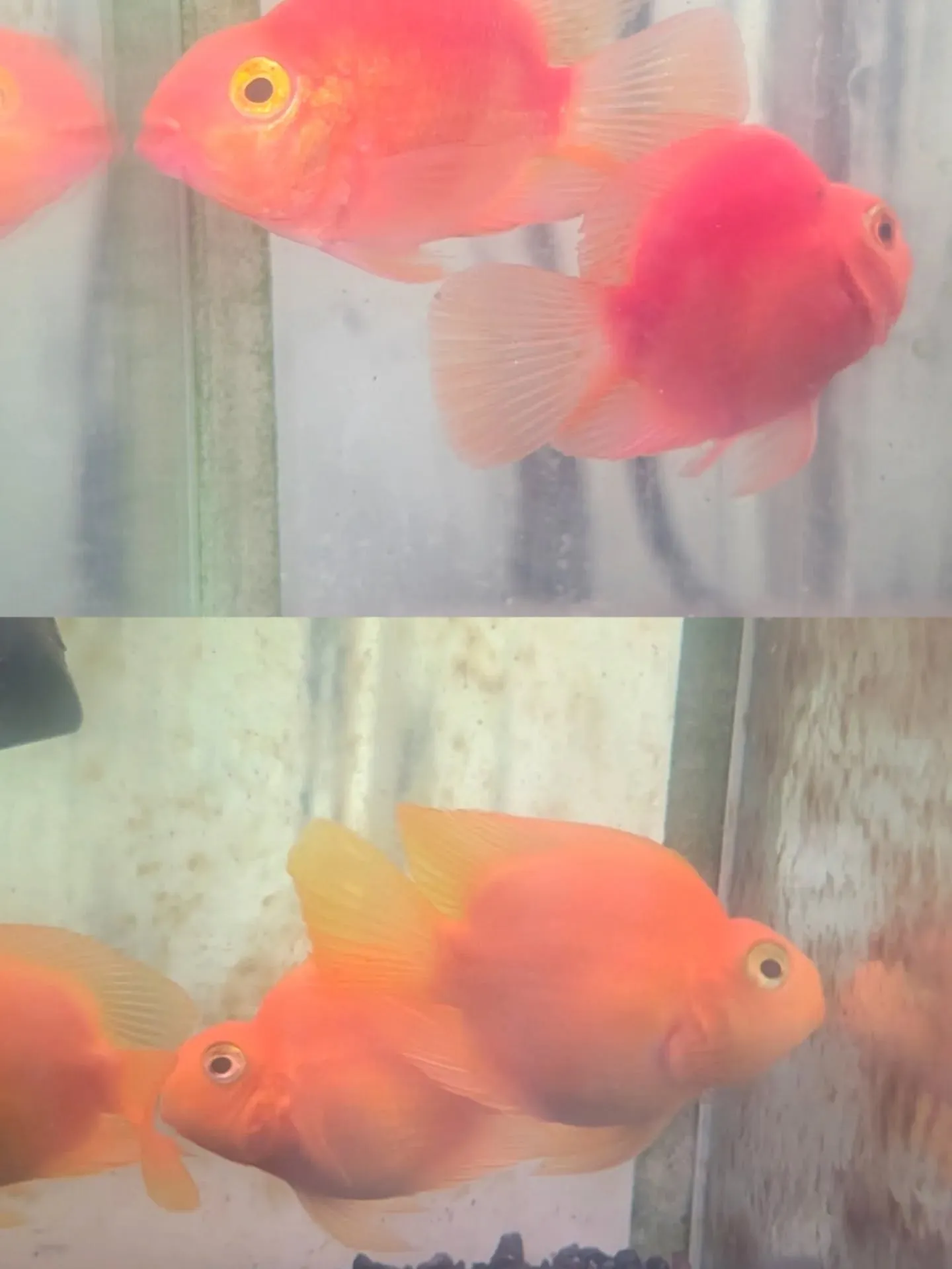 本日の入荷情報✨(熱帯魚)