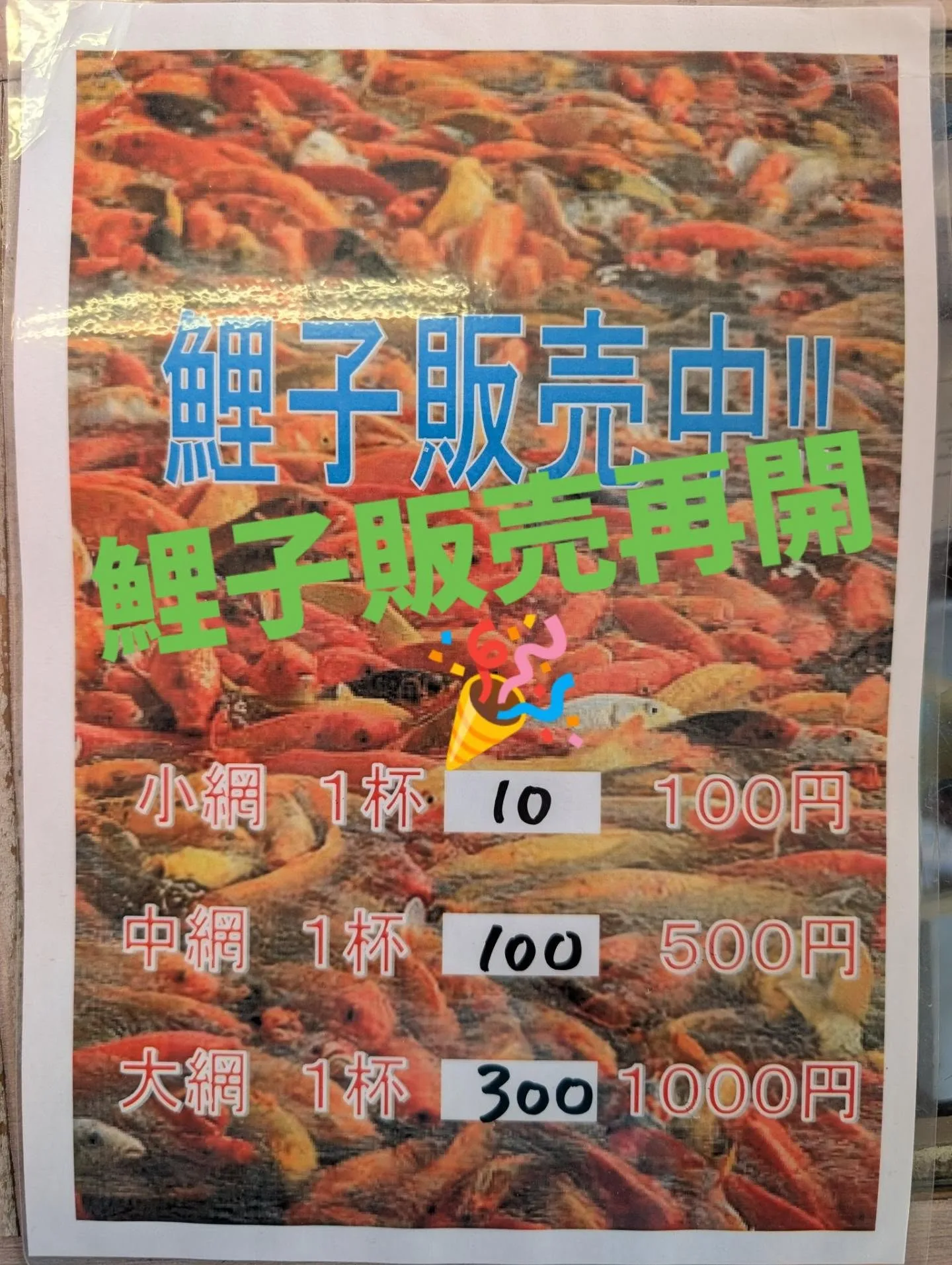 鯉子販売再開です🎉