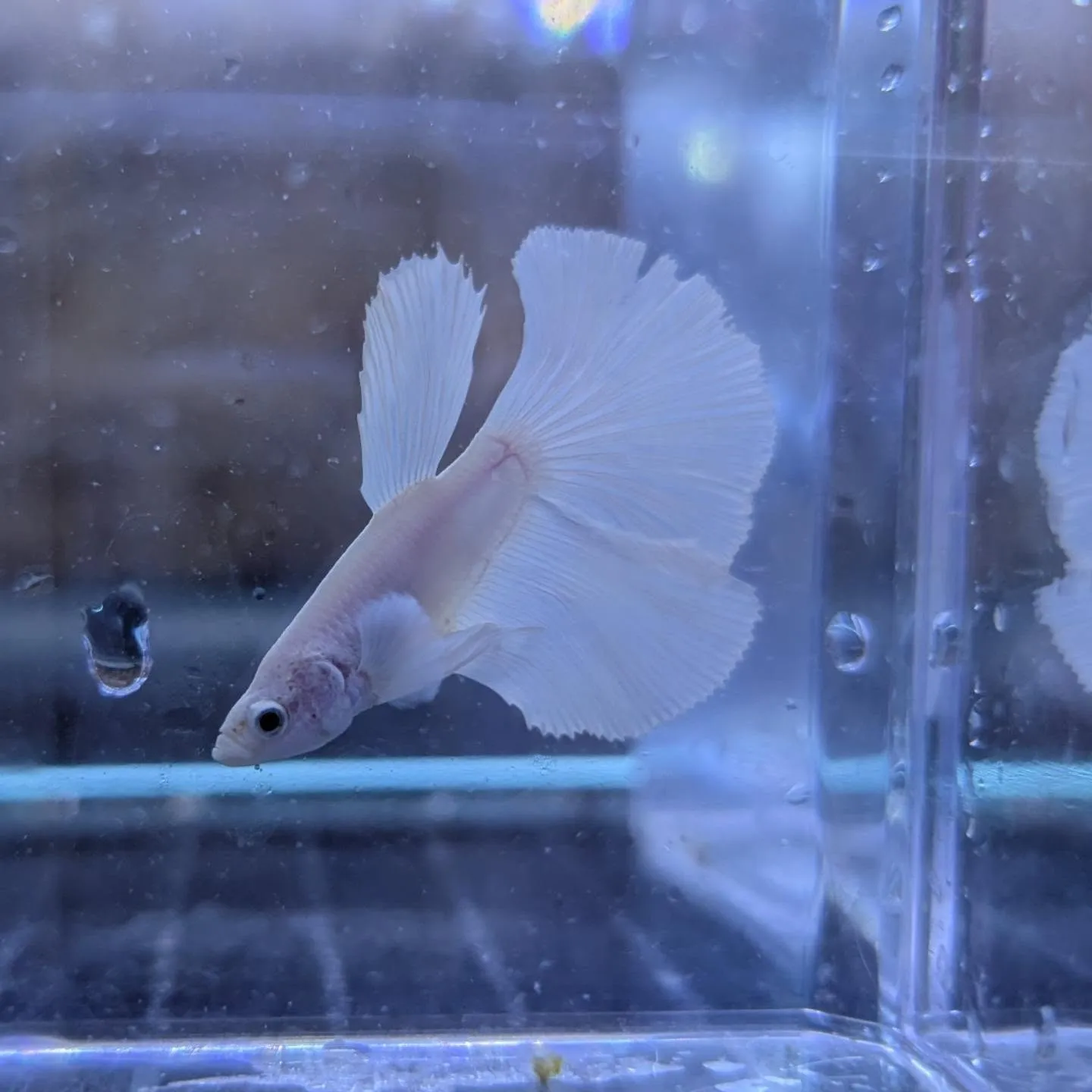 本日の入荷情報✨(ベタ、熱帯魚)