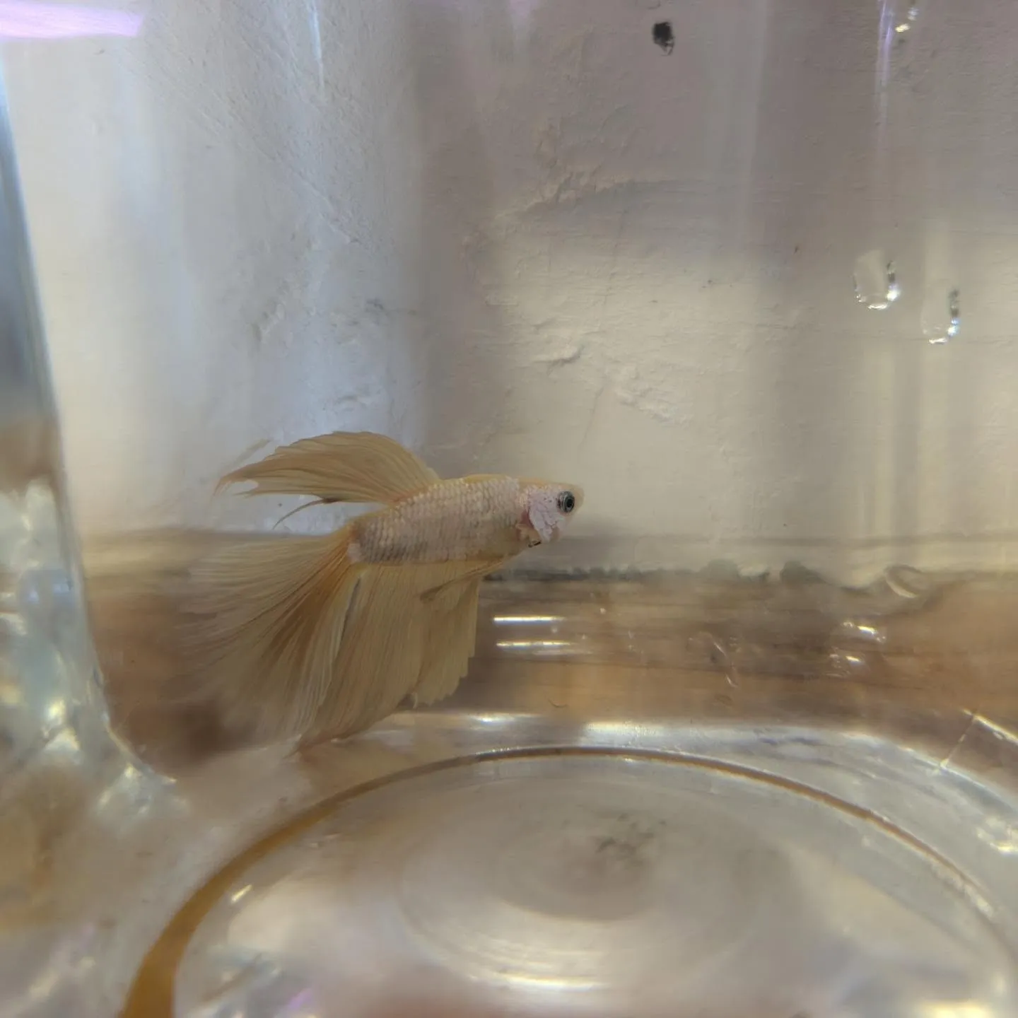 本日の入荷情報✨(ベタ、熱帯魚)