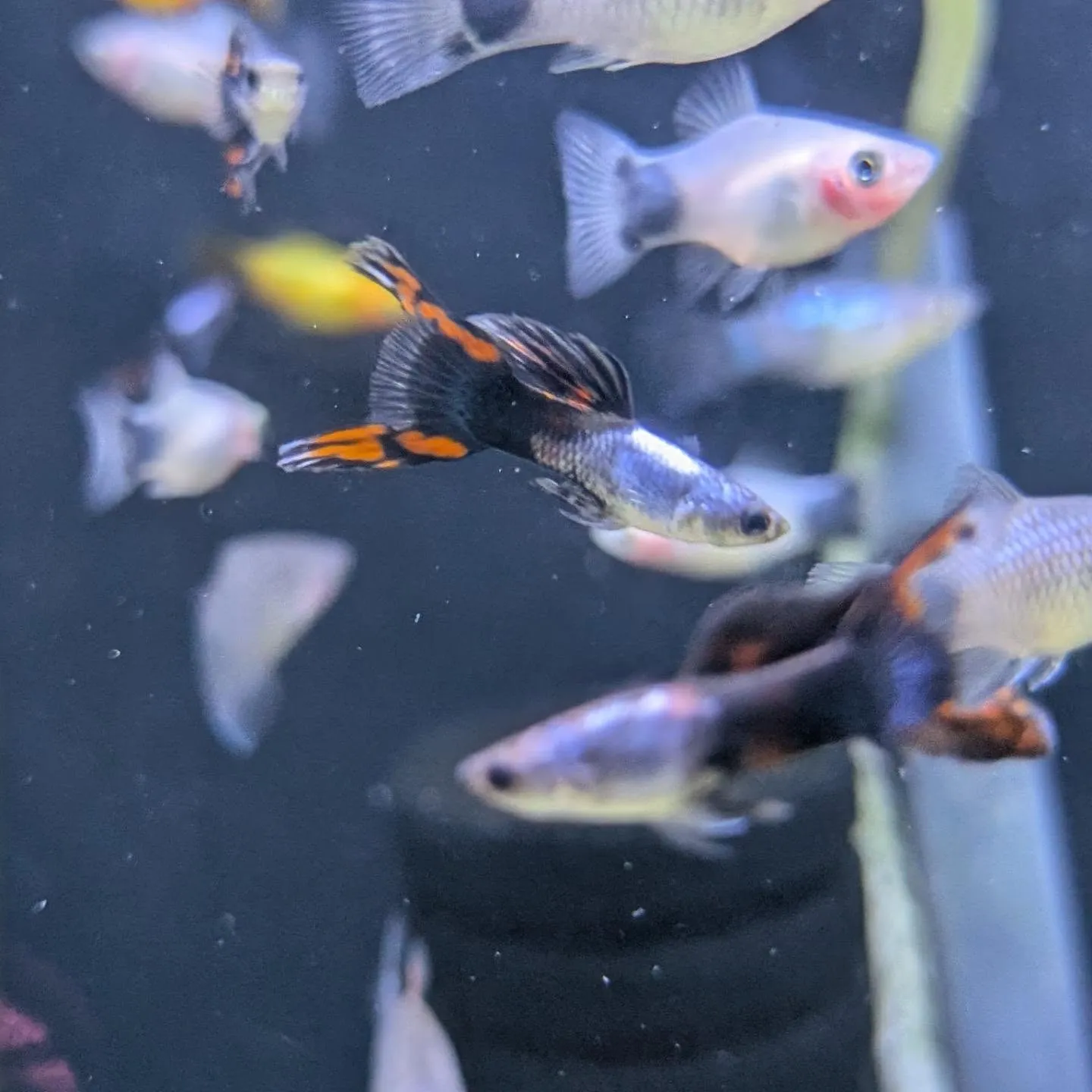 本日の入荷情報✨(ベタ、熱帯魚)