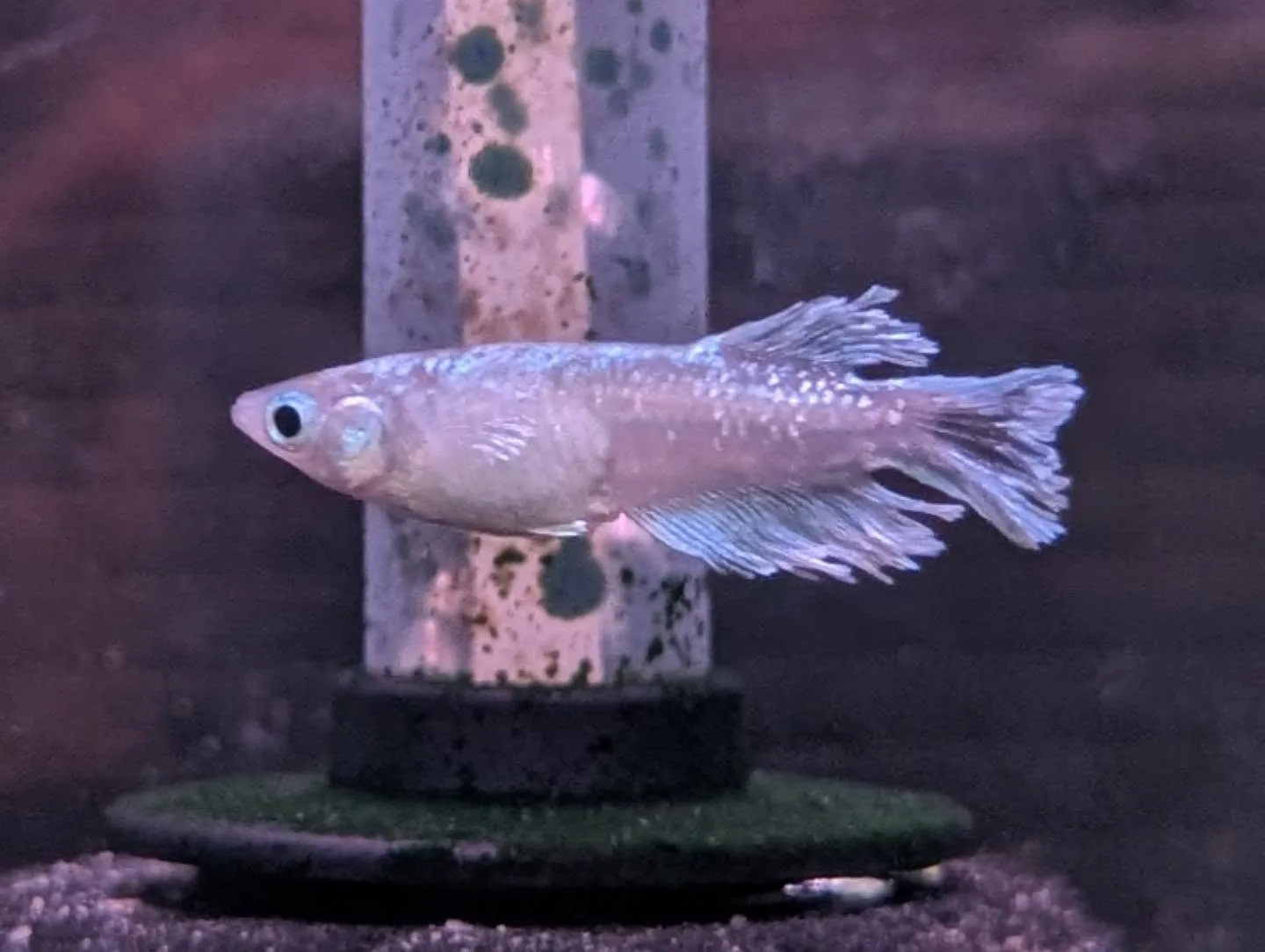 本日の入荷情報✨(熱帯魚、メダカ、鯉子)