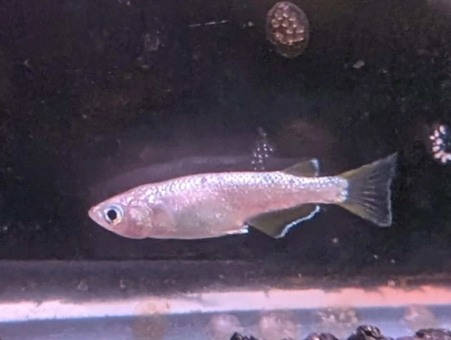 本日の入荷情報✨(熱帯魚、メダカ、鯉子)
