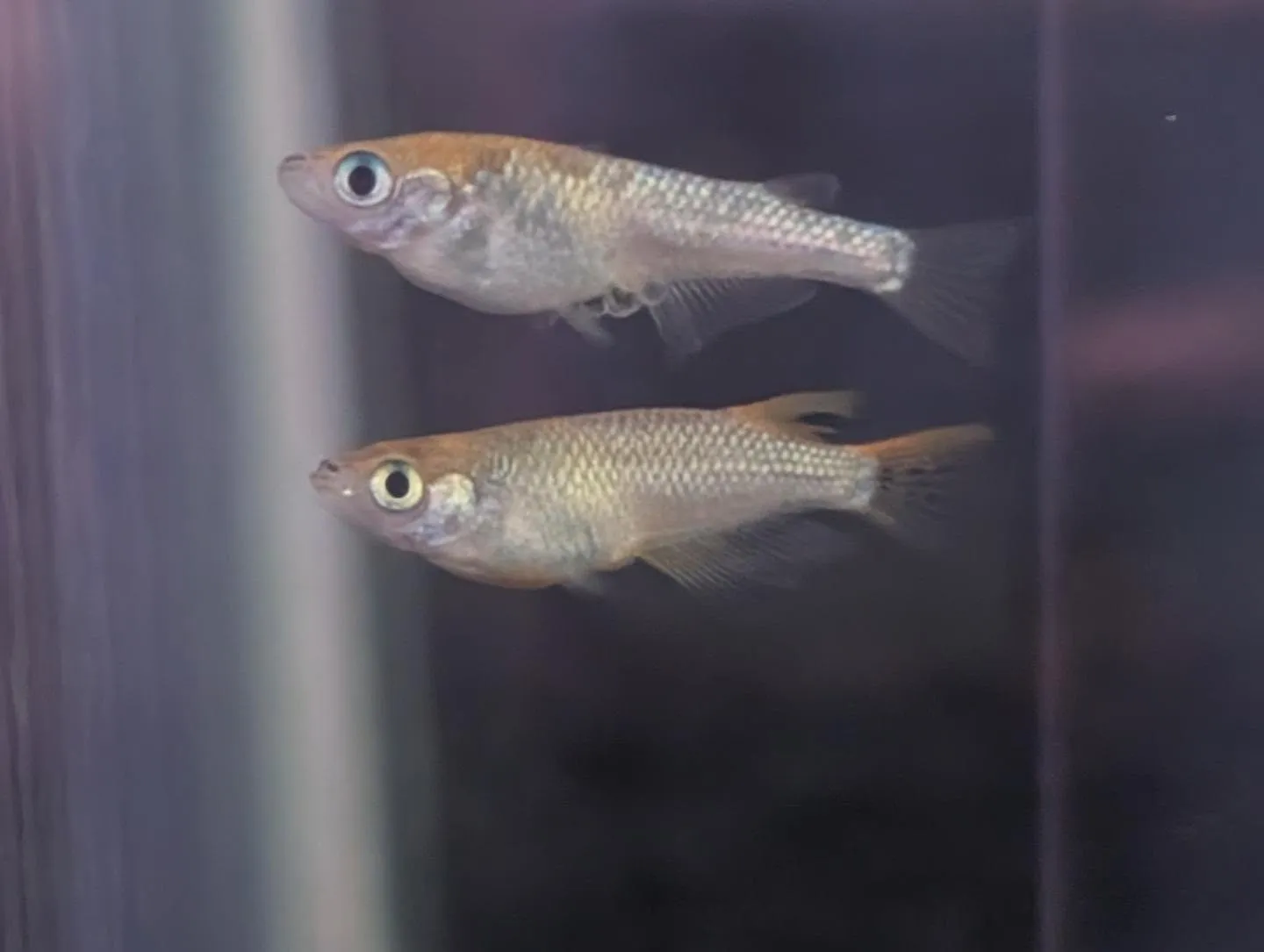 本日の入荷情報✨(熱帯魚、メダカ、鯉子)