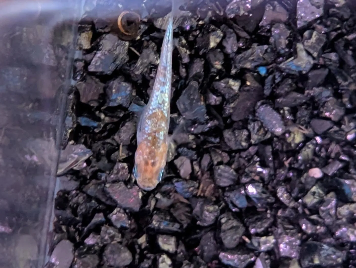 本日の入荷情報✨(熱帯魚、メダカ、鯉子)
