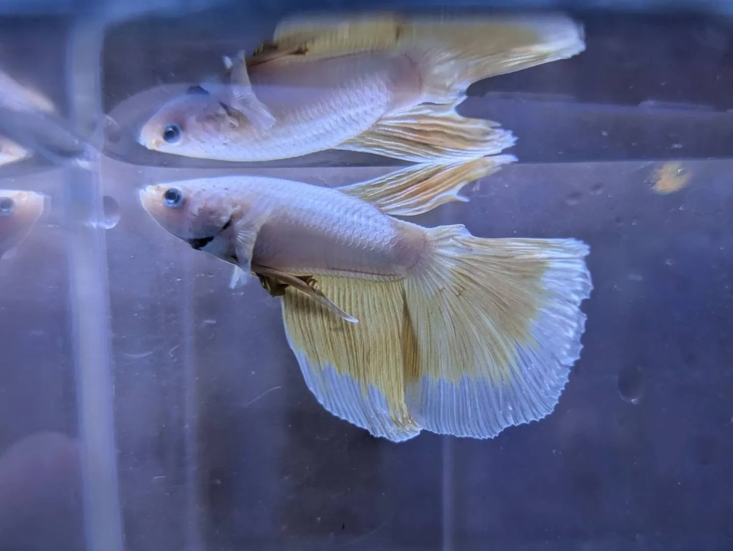 本日の入荷情報✨(熱帯魚)