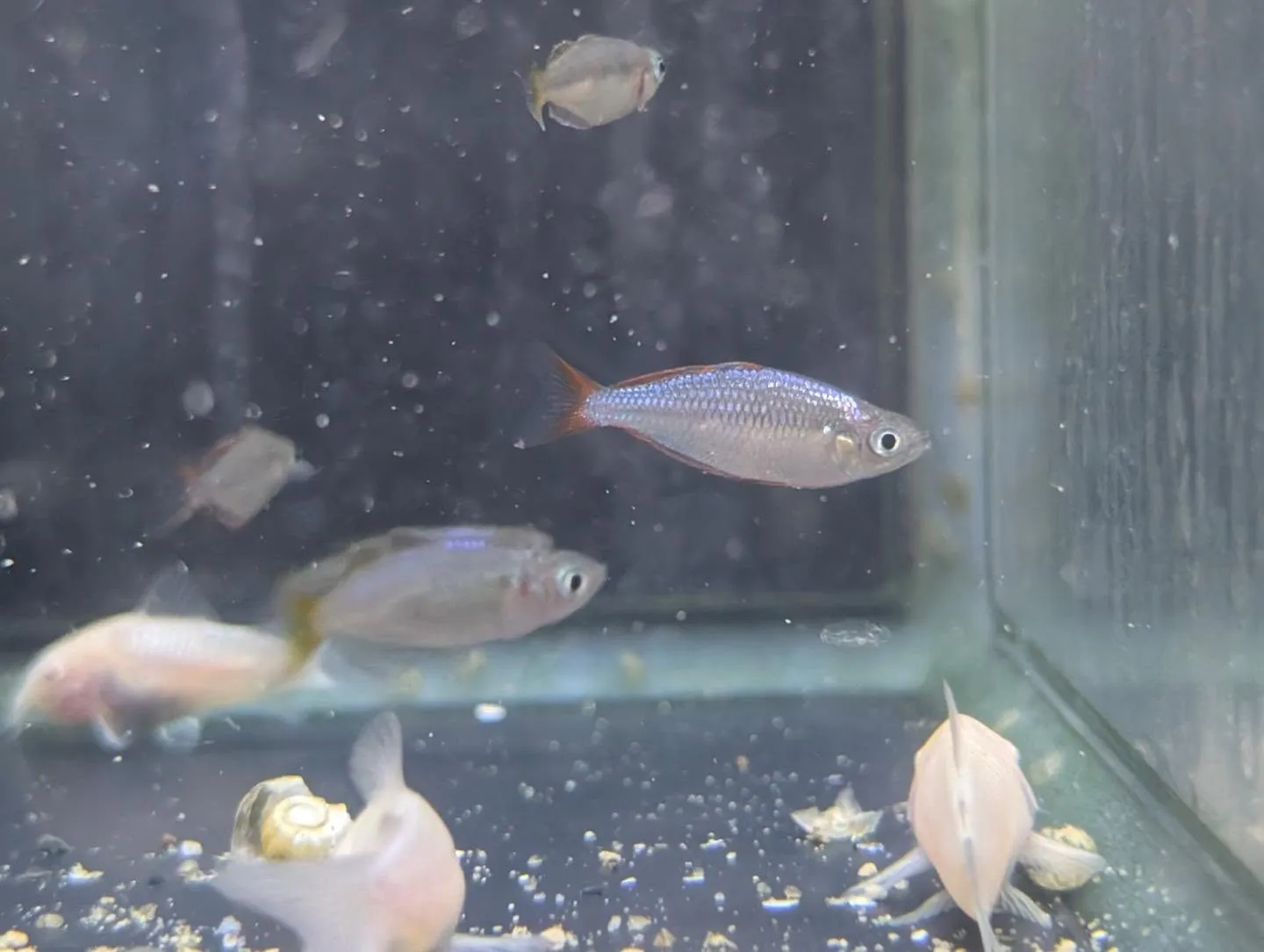 本日の入荷情報✨(熱帯魚)