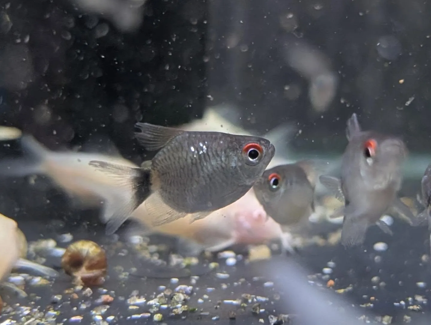本日の入荷情報✨(サメ、カメ、熱帯魚)