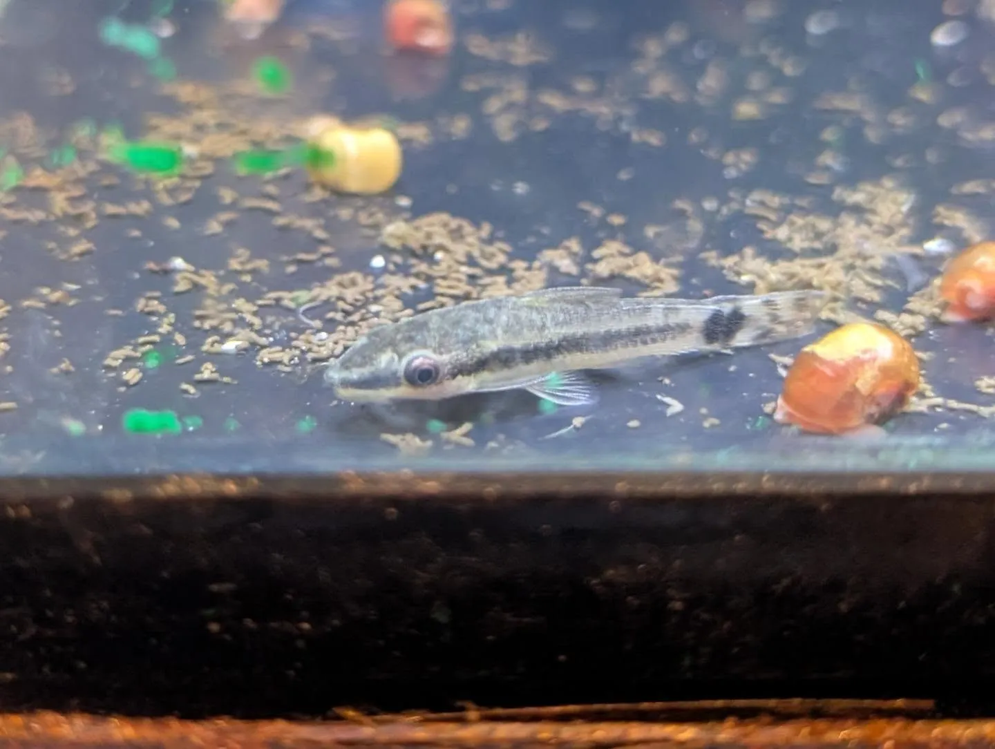 本日の入荷情報✨(サメ、カメ、熱帯魚)