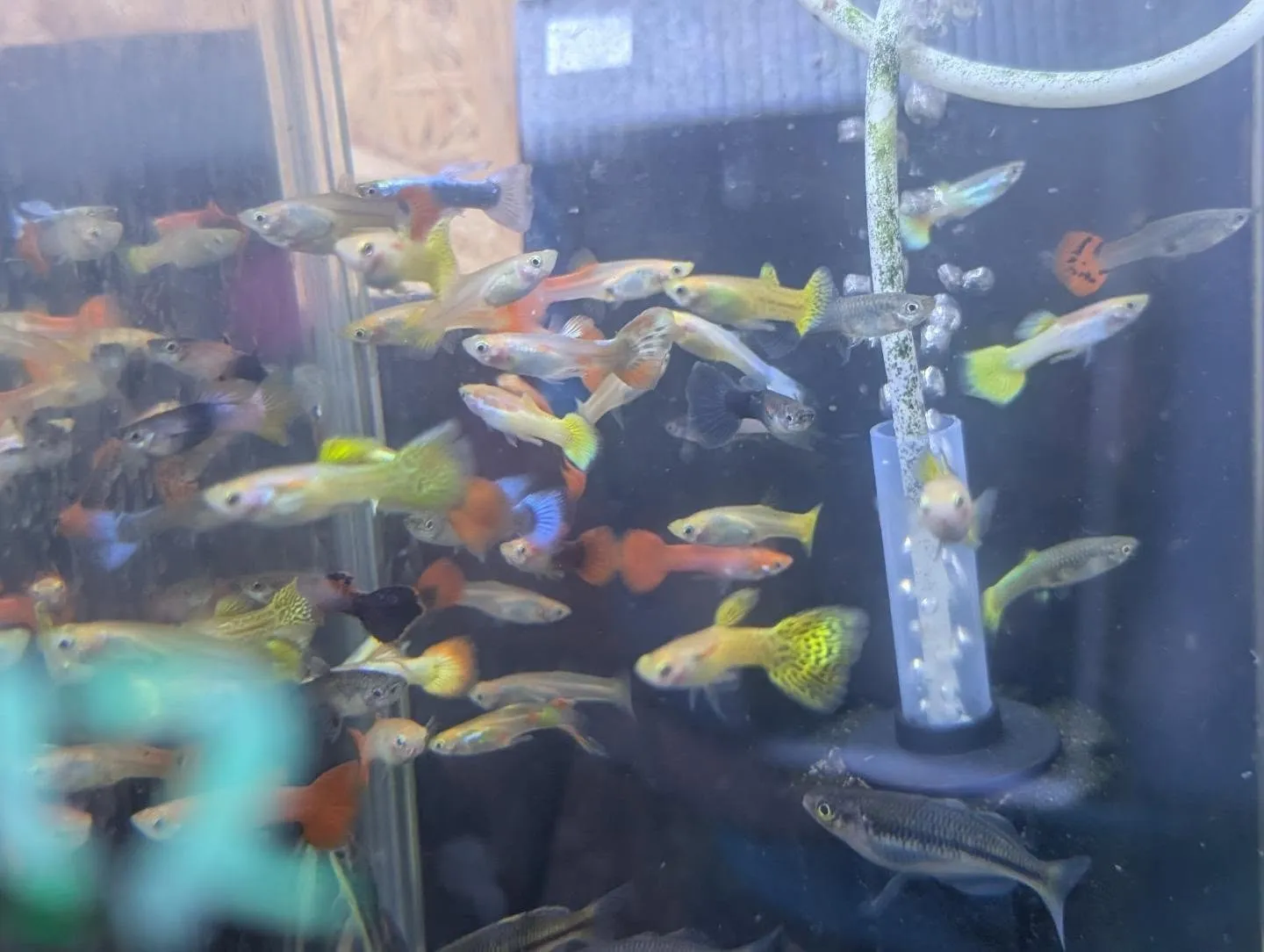 本日の入荷情報✨(サメ、カメ、熱帯魚)