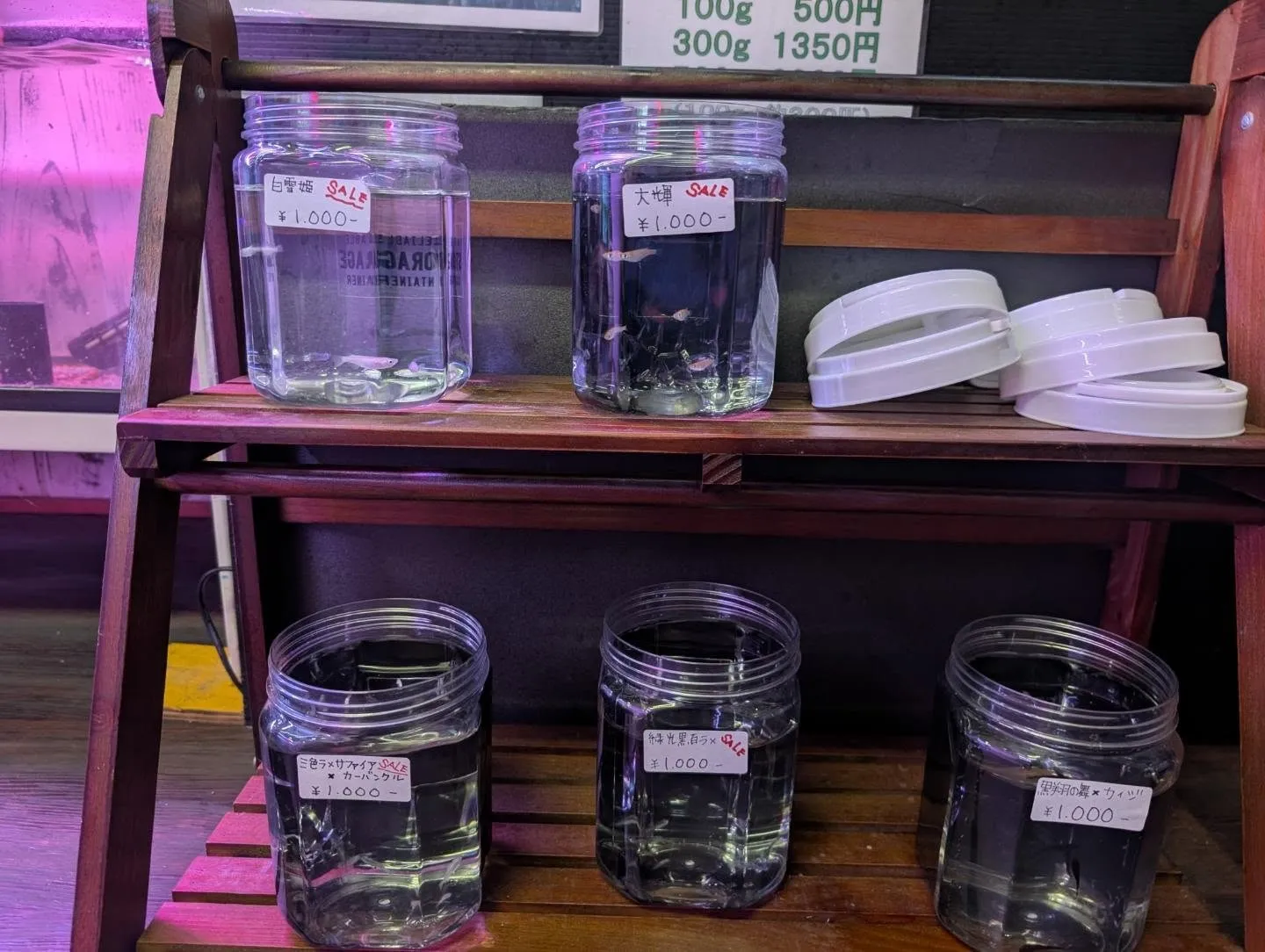 本日の入荷情報✨(日本淡水魚、エビ)