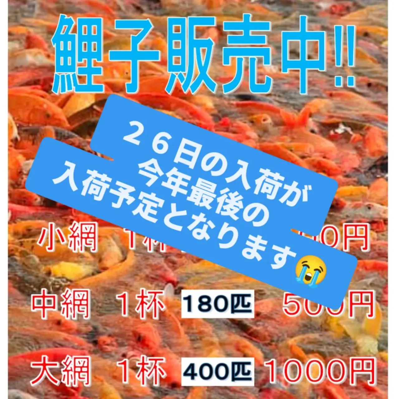 無限錦鯉すくいは錦鯉が全て居なくなってしまいましたので一時休...