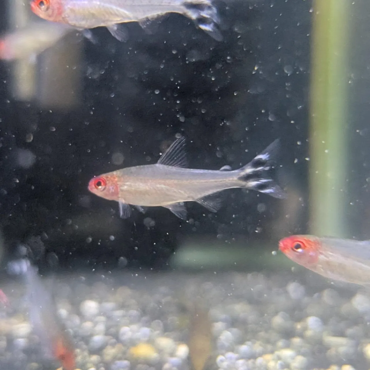 本日の入荷情報✨(熱帯魚)