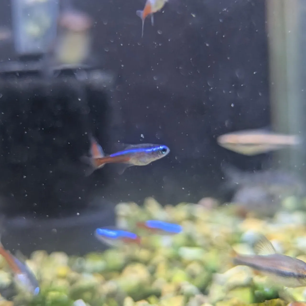 本日の入荷情報✨(熱帯魚)