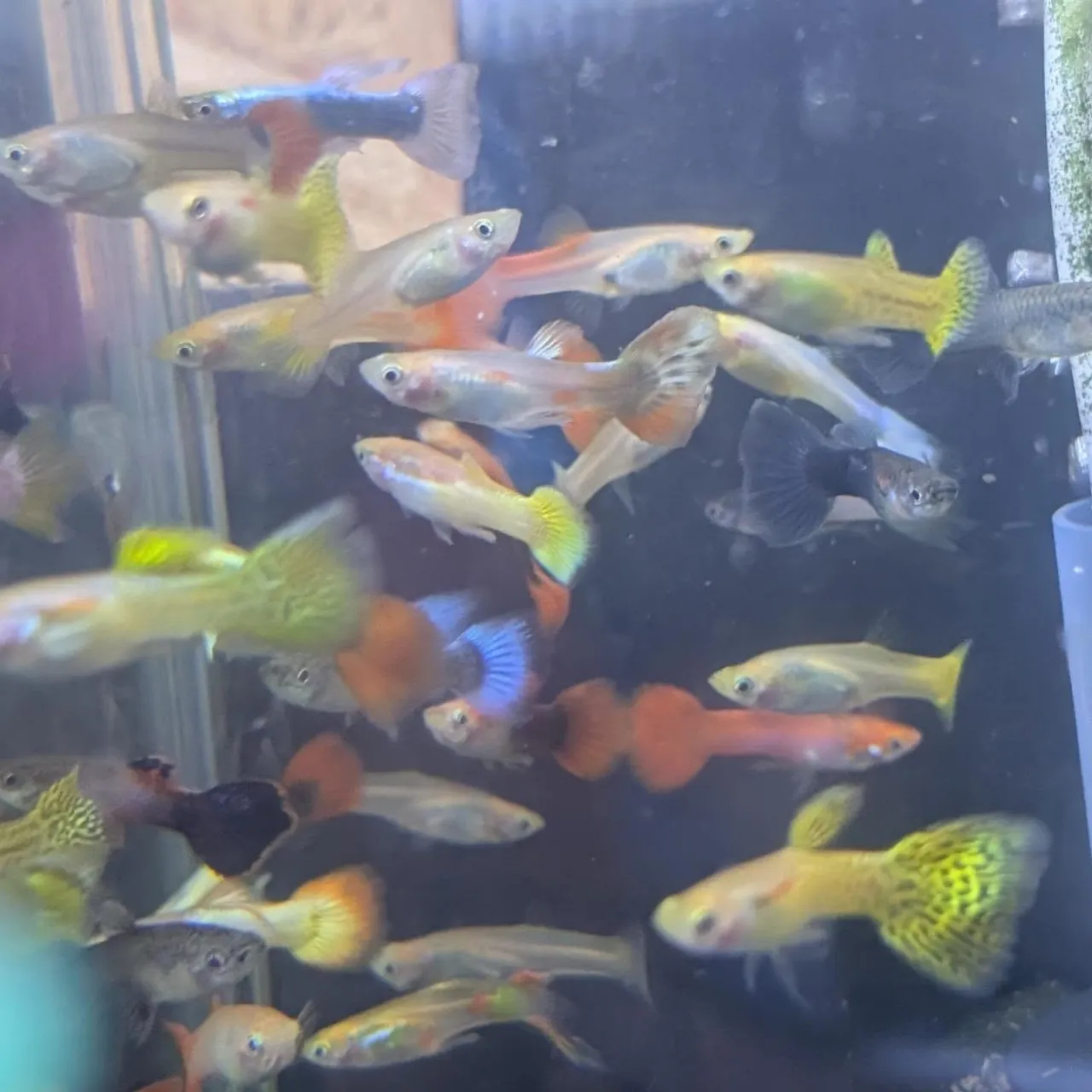 本日の入荷情報✨(熱帯魚)
