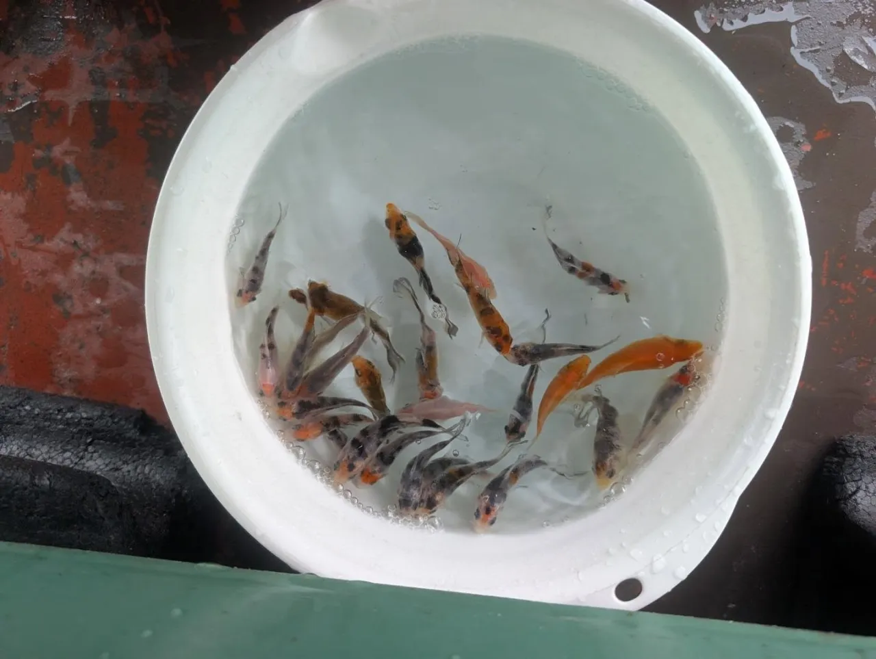本日の入荷情報✨(錦鯉、金魚、無限錦鯉すくい)