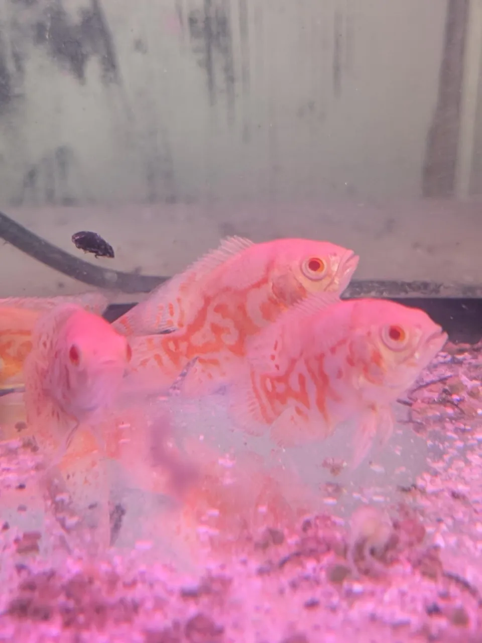 本日の入荷情報✨(熱帯魚)