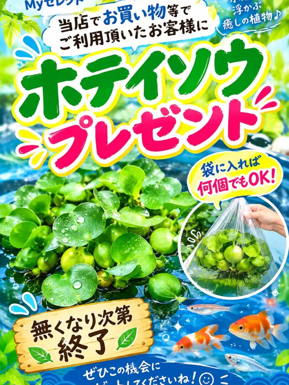 ホテイソウプレゼント🎁