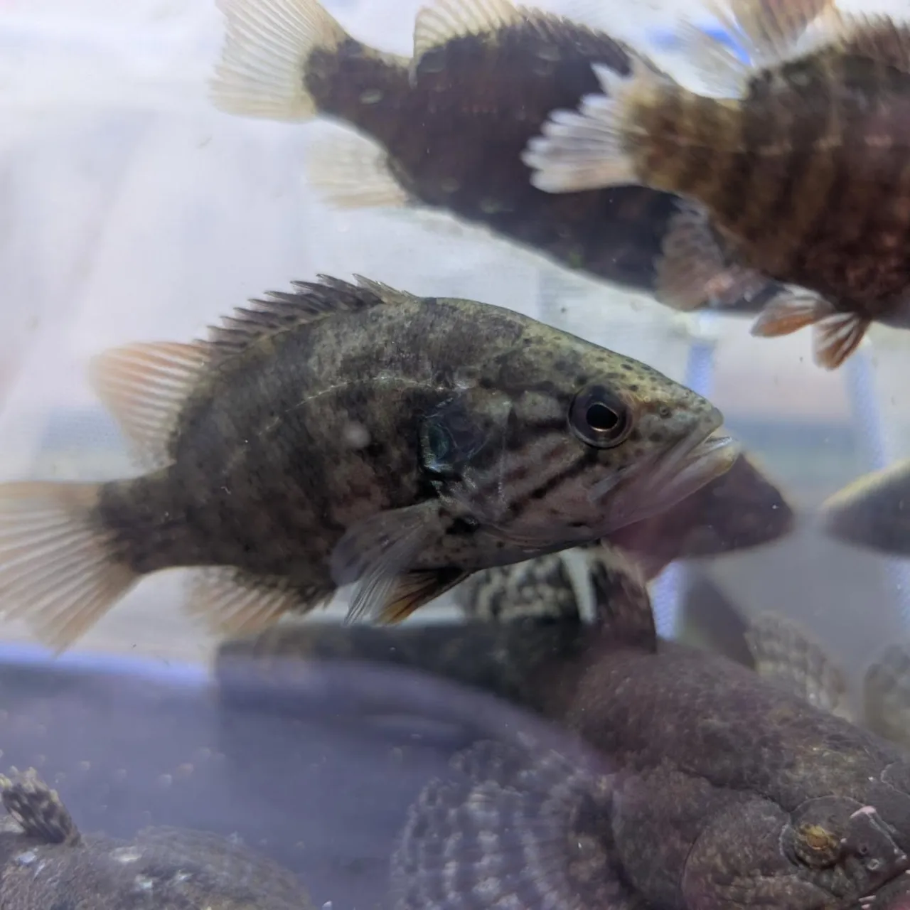 本日の入荷情報✨(日本淡水魚、熱帯魚)ドンコ