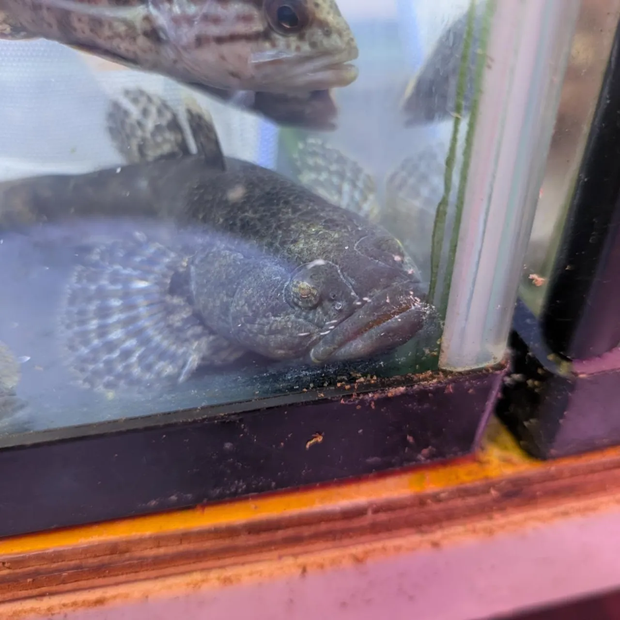 本日の入荷情報✨(日本淡水魚、熱帯魚)ドンコ