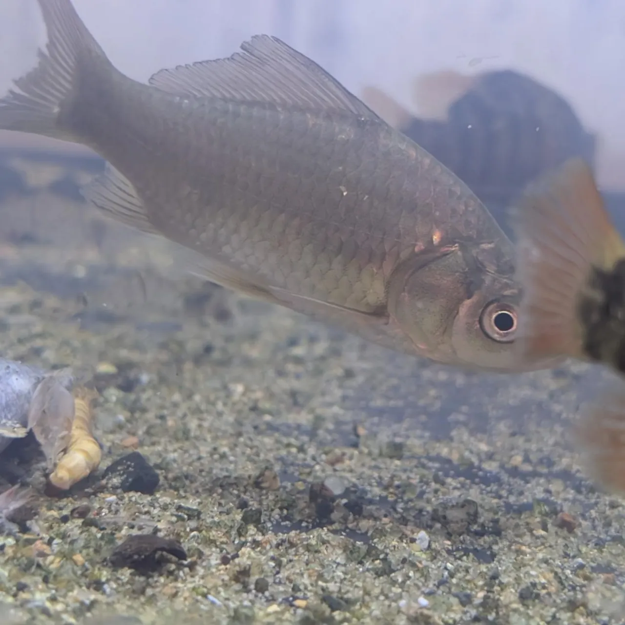 本日の入荷情報✨(日本淡水魚、熱帯魚)ドンコ
