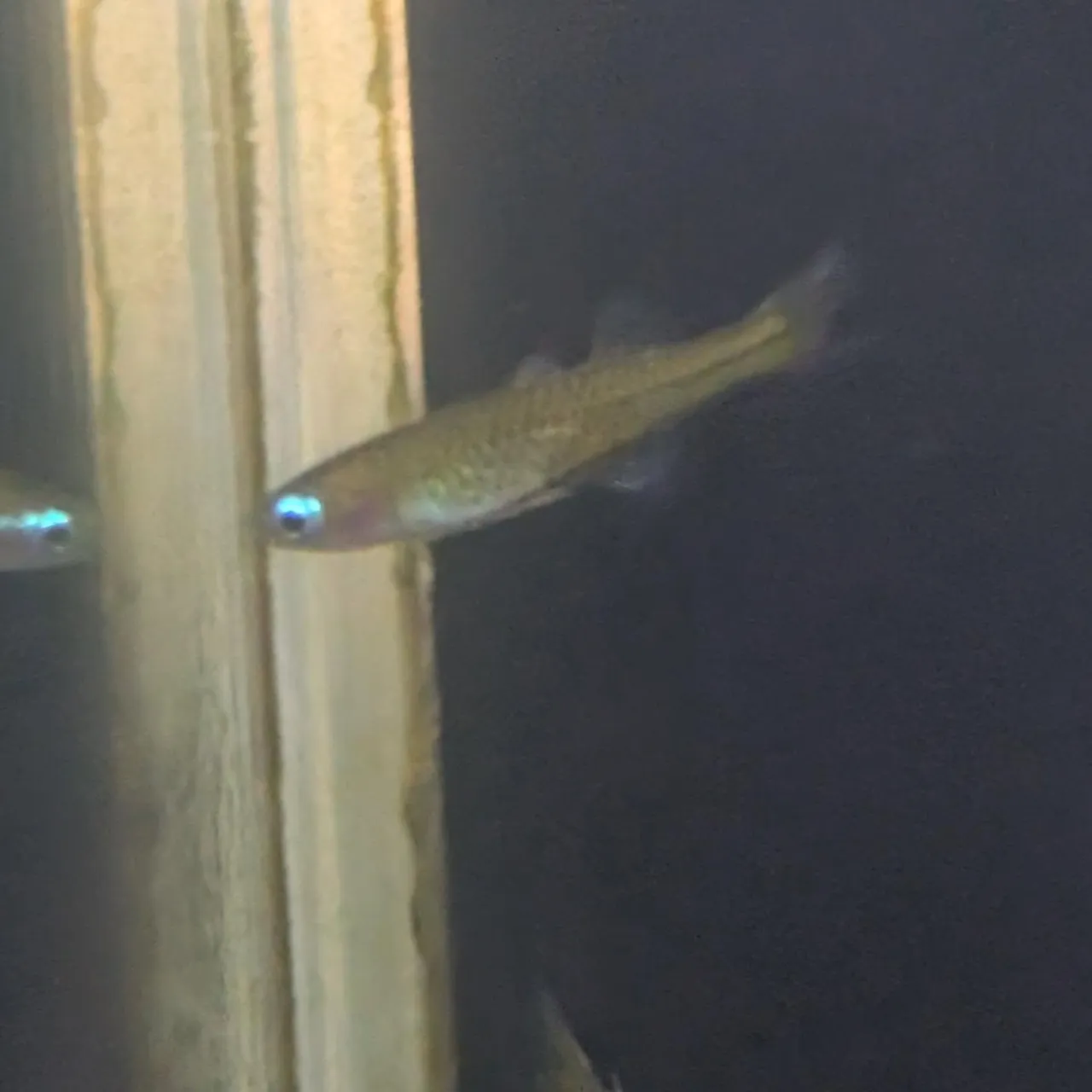 本日の入荷情報✨(日本淡水魚、熱帯魚)ドンコ