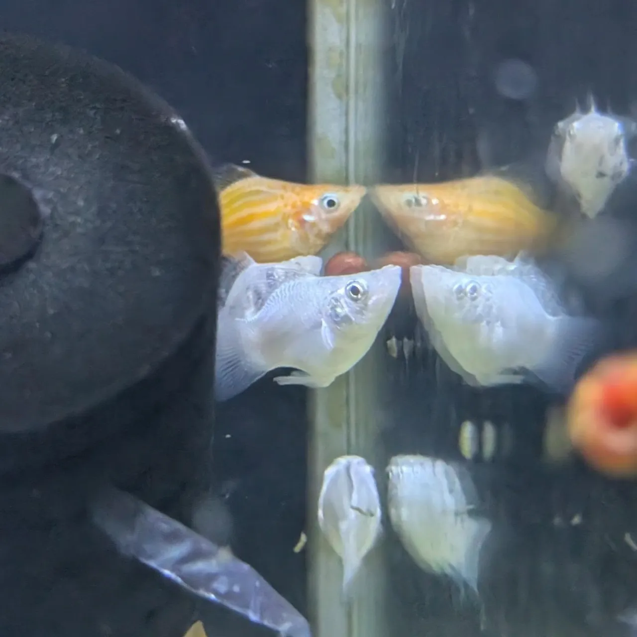 本日の入荷情報✨(日本淡水魚、熱帯魚)ドンコ