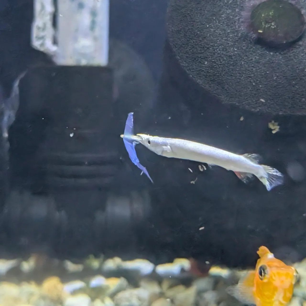 本日の入荷情報✨(日本淡水魚、熱帯魚)ドンコ