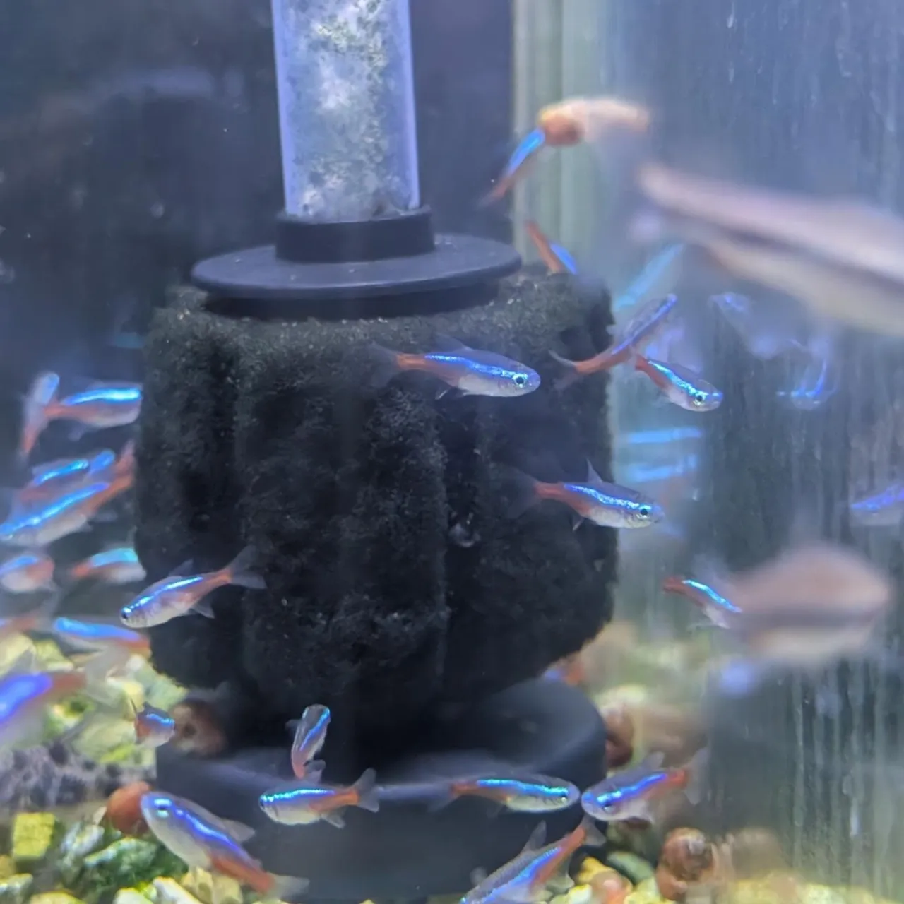 本日の入荷情報✨(日本淡水魚、熱帯魚)ドンコ