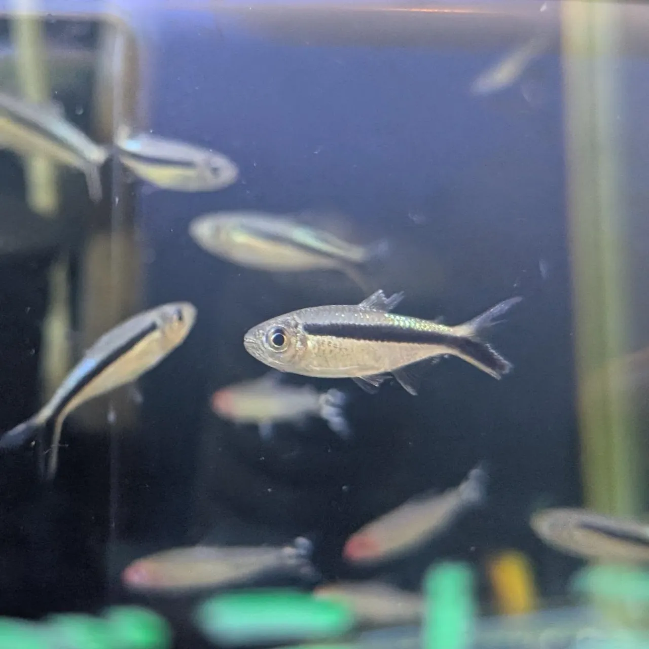 本日の入荷情報✨(熱帯魚)