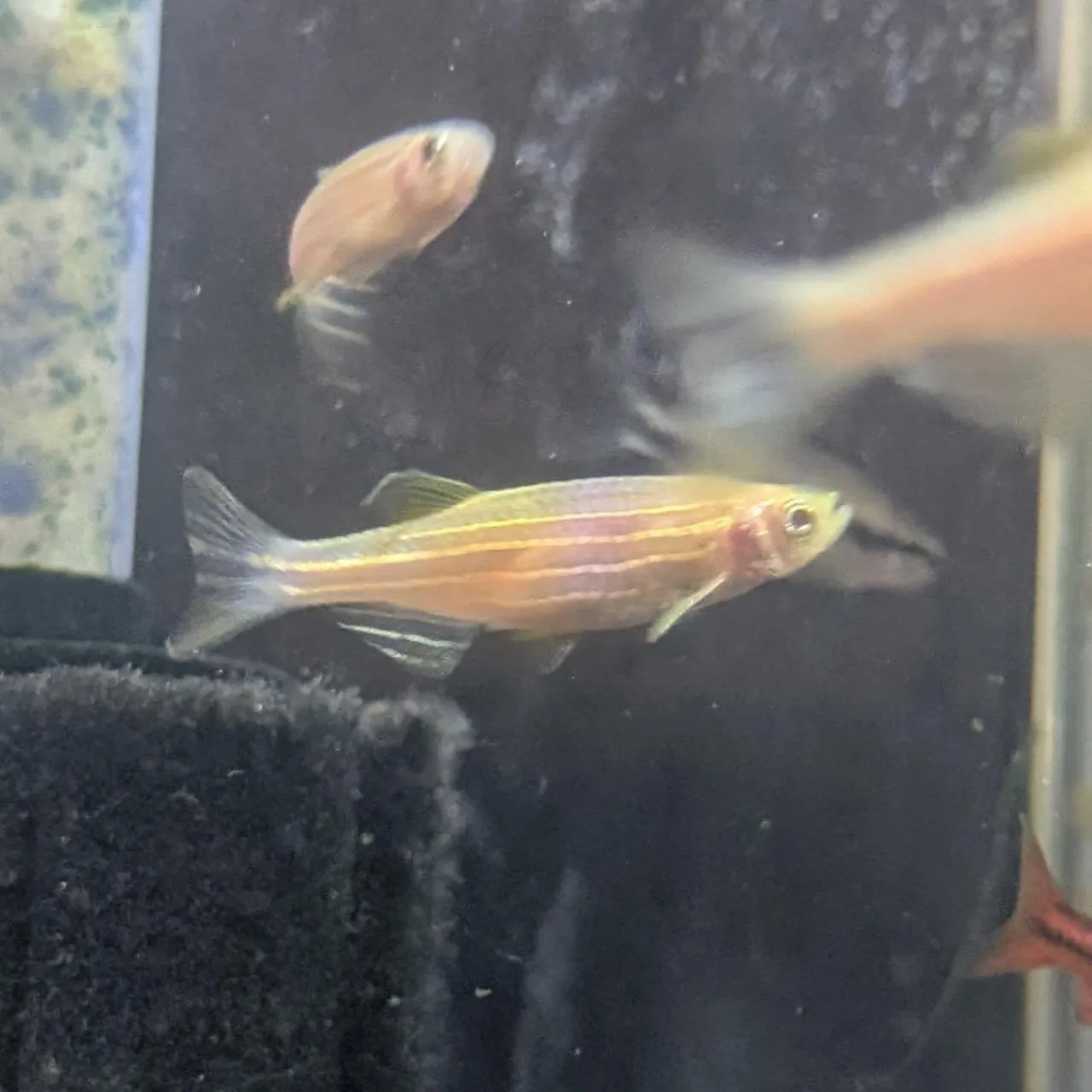 本日の入荷情報✨(熱帯魚)