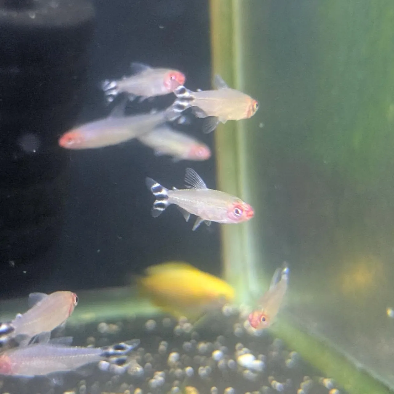 本日の入荷情報✨(熱帯魚)