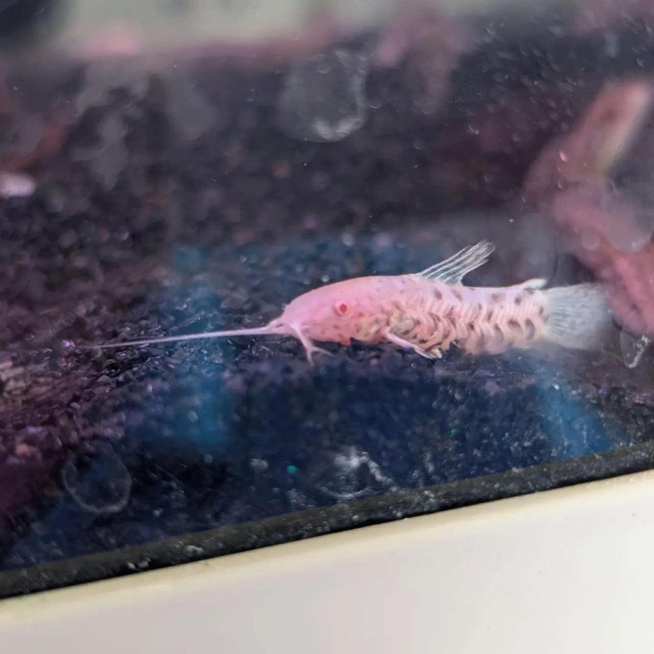 本日の入荷情報✨(熱帯魚、エビ)