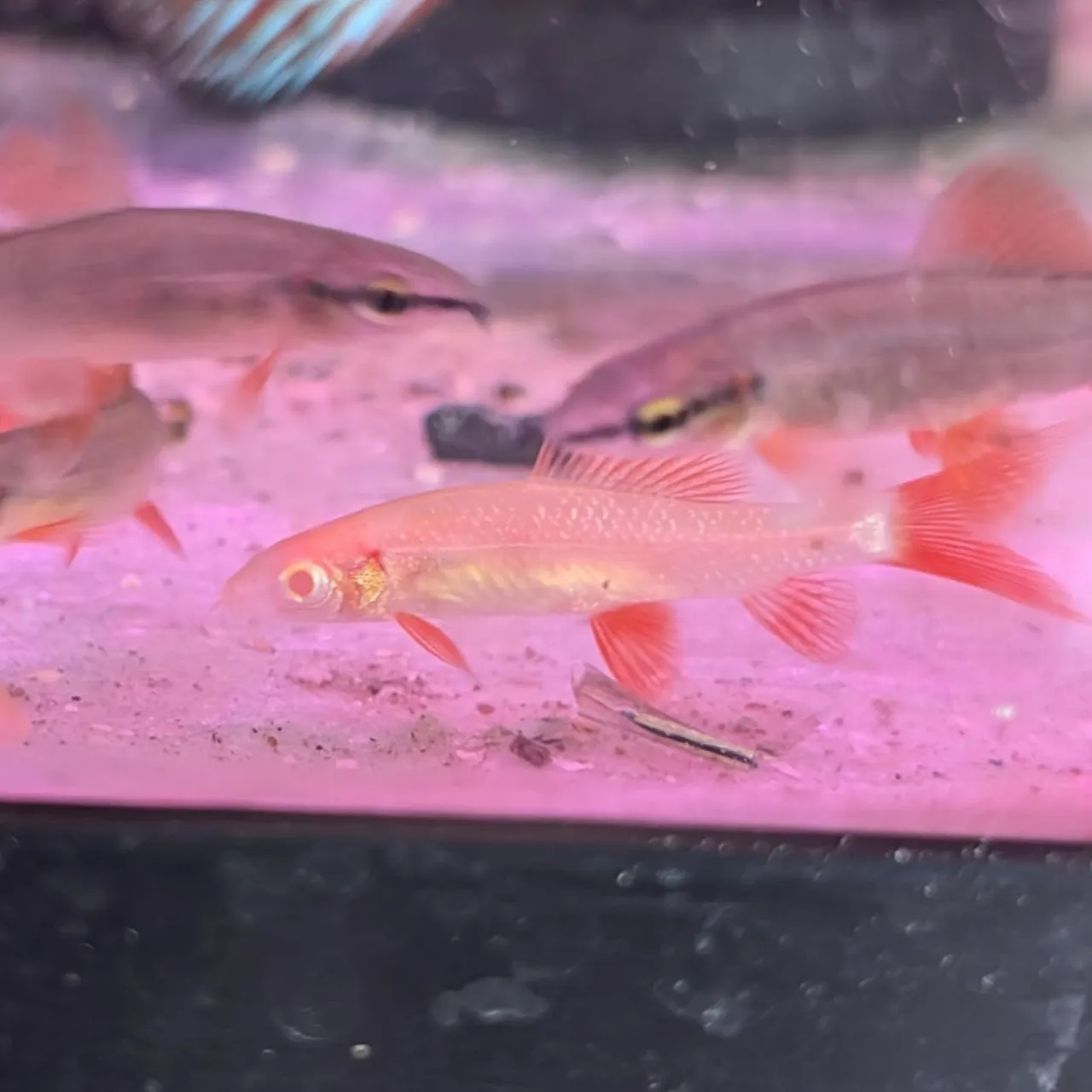 本日の入荷情報✨(熱帯魚、エビ)