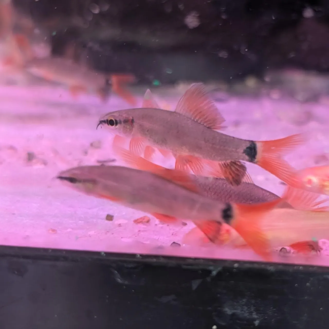 本日の入荷情報✨(熱帯魚、エビ)