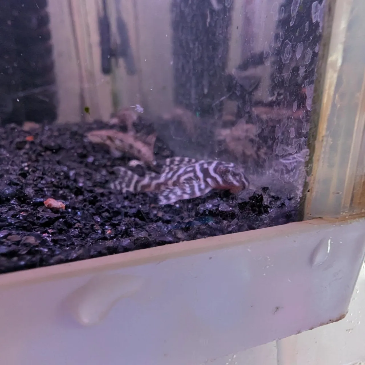 本日の入荷情報✨(熱帯魚、サメ、ベタ)