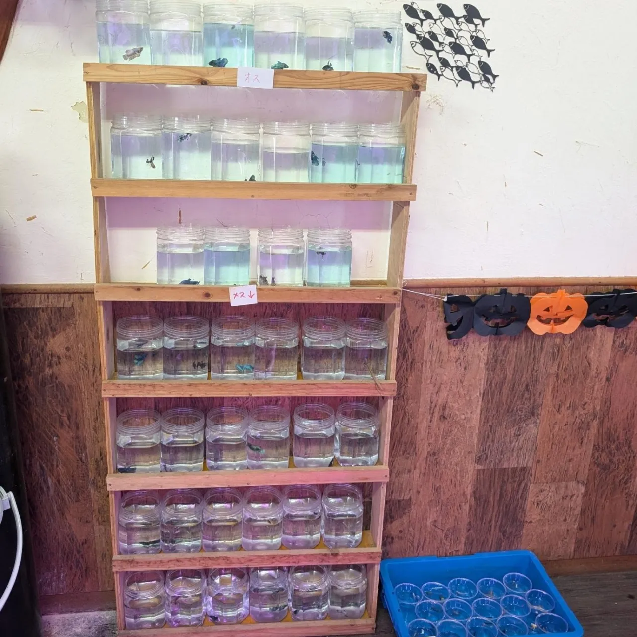 本日の入荷情報✨(熱帯魚、サメ、ベタ)
